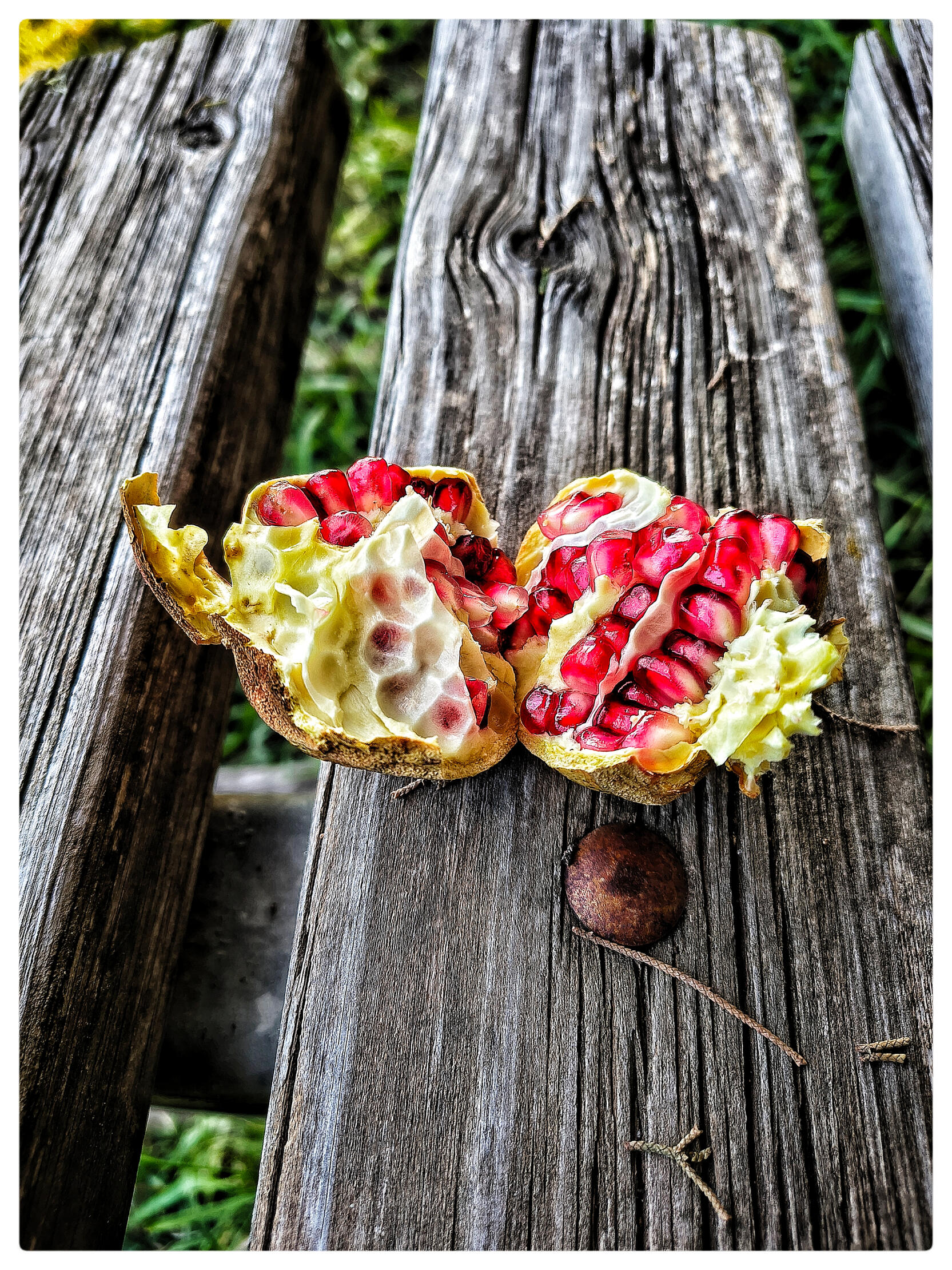 Red pomegranate